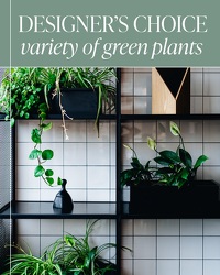 Designer's Choice - Variety of Green Plants from Brennan's Florist and Fine Gifts in Jersey City