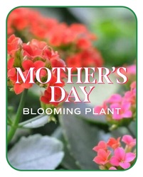 Mother's Day Blooming Plant from Brennan's Florist and Fine Gifts in Jersey City