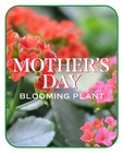 Mother's Day Blooming Plant from Brennan's Florist and Fine Gifts in Jersey City