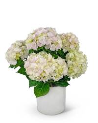Blush Hydrangea Plant from Brennan's Florist and Fine Gifts in Jersey City
