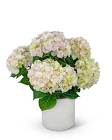 Blush Hydrangea Plant from Brennan's Florist and Fine Gifts in Jersey City