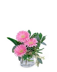 Gerbera Simplicity from Brennan's Florist and Fine Gifts in Jersey City