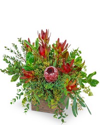 Wild and Lush Protea from Brennan's Florist and Fine Gifts in Jersey City