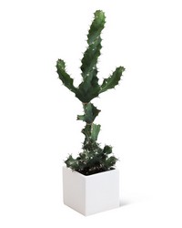 Cactus Plant from Brennan's Florist and Fine Gifts in Jersey City