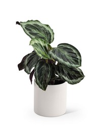Calathea Plant from Brennan's Florist and Fine Gifts in Jersey City