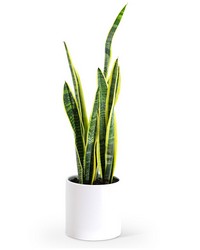 Sansevieria Plant from Brennan's Florist and Fine Gifts in Jersey City