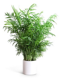 Areca Palm Plant from Brennan's Florist and Fine Gifts in Jersey City