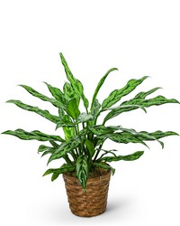Chinese Evergreen Plant from Brennan's Florist and Fine Gifts in Jersey City