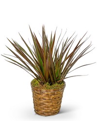 Dracaena Marginata in a Basket from Brennan's Florist and Fine Gifts in Jersey City