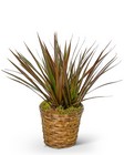 Dracaena Marginata in a Basket from Brennan's Florist and Fine Gifts in Jersey City