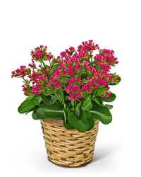 Rosy Bloom Kalanchoe Plant from Brennan's Florist and Fine Gifts in Jersey City