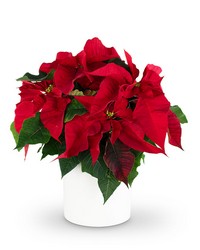 Red Poinsettia Plant from Brennan's Florist and Fine Gifts in Jersey City