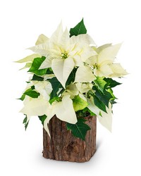 Natural White Poinsettia Plant from Brennan's Florist and Fine Gifts in Jersey City