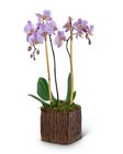 Stately Phalaenopsis Orchid from Brennan's Florist and Fine Gifts in Jersey City