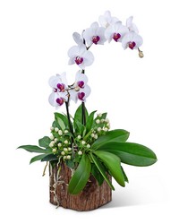 Majestic Phalaenopsis Orchid from Brennan's Florist and Fine Gifts in Jersey City