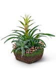 Bromeliad Comfort Planter from Brennan's Florist and Fine Gifts in Jersey City