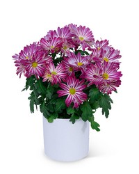 Purple Daisy Chrysanthemum Plant from Brennan's Florist and Fine Gifts in Jersey City