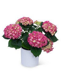 Pink Hydrangea Plant from Brennan's Florist and Fine Gifts in Jersey City