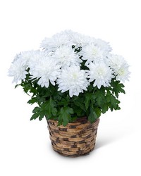 White Chrysanthemum Plant from Brennan's Florist and Fine Gifts in Jersey City