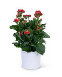 Red Kalanchoe Plant from Brennan's Florist and Fine Gifts in Jersey City