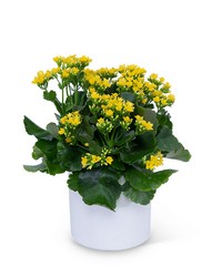 Yellow Kalanchoe Plant from Brennan's Florist and Fine Gifts in Jersey City