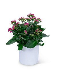 Pink Kalanchoe Plant from Brennan's Florist and Fine Gifts in Jersey City