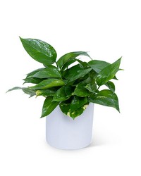 Pothos Plant from Brennan's Florist and Fine Gifts in Jersey City