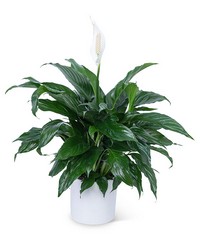 Peace Lily Plant from Brennan's Florist and Fine Gifts in Jersey City
