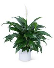 Peace Lily Plant from Brennan's Florist and Fine Gifts in Jersey City