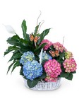 Bountiful Basket with Butterflies from Brennan's Florist and Fine Gifts in Jersey City