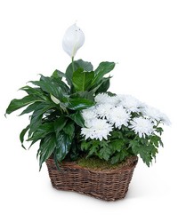 Peace Lily with White Mum Plant from Brennan's Florist and Fine Gifts in Jersey City