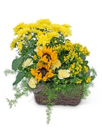 Pocketful of Sunshine from Brennan's Florist and Fine Gifts in Jersey City