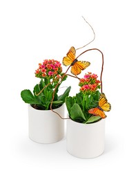 Kalanchoe Garden Duo from Brennan's Florist and Fine Gifts in Jersey City