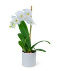 White Orchid Plant from Brennan's Florist and Fine Gifts in Jersey City