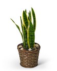 Sansevieria Plant in Basket from Brennan's Florist and Fine Gifts in Jersey City