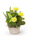 Dish Garden with Yellow Florals from Brennan's Florist and Fine Gifts in Jersey City