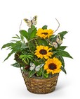 Dish Garden with Sunflowers and Butterflies from Brennan's Florist and Fine Gifts in Jersey City