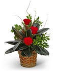 Rubber Tree Plant with Red Roses from Brennan's Florist and Fine Gifts in Jersey City