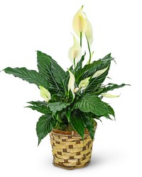 Tranquility Peace Lily Plant from Brennan's Florist and Fine Gifts in Jersey City