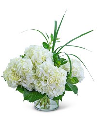 Heartfelt Hydrangea from Brennan's Florist and Fine Gifts in Jersey City