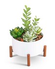 Mid-Century Succulent Garden from Brennan's Florist and Fine Gifts in Jersey City