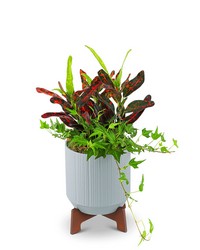 Classic Contemporary Plant from Brennan's Florist and Fine Gifts in Jersey City