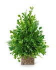 Boxwood Simplicity Tree from Brennan's Florist and Fine Gifts in Jersey City