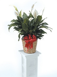 Spathiphyllum from Brennan's Florist and Fine Gifts in Jersey City