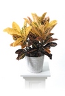 Croton plant from Brennan's Florist and Fine Gifts in Jersey City