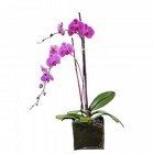 Double phalaenopsis plant in glass cube from Brennan's Florist and Fine Gifts in Jersey City